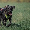 <span style="font-weight:bold;">UPDATE:</span> Missing senior and dog were found by Okanagan search K9 Barrett