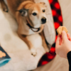BC, Alberta have highest number of salmonella cases linked to dog food and treats