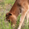 RCMP investigating reports of cattle poaching in the BC Interior