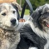 <span style="font-weight:bold;">UPDATE:</span> BC couple searching for answers after both dogs shot in chest