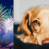 Is your dog going to freak out at the Canada Day fireworks?