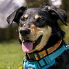 Okanagan Collection dog collars and leashes make their debut