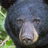 Record bear deaths in BC: Activists call for conservation officers to wear body cameras