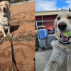 Furever Home Finder: Missy 