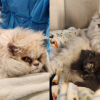83 Persian cats taken into care by BC SPCA after owner’s death