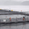 Open net salmon farm exodus expected in BC, documents reveal