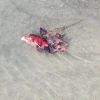'Truckload' of chicken waste spotted floating down a BC river