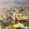 Snapping turtle discovered in Williams Lake finds a new home