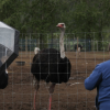 BC ostrich farm at heart of avian flu debate upbeat despite looming federal cull
