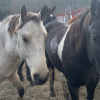 Calls for improved safety measures reignited after 2 horses struck on a BC highway