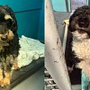 Ontario man wanted Canada-wide arrested on BC highway with 5 stolen animals in car