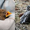 Baby birds 101: What is harmful and what is helpful?
