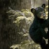 Woman attacked by black bear after off-leash dog chased cub up tree in Salmon Arm