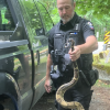 Search for another boa constrictor in BC prompts warning about exotic pets