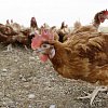 27,000 chickens killed in BC fire that destroyed 2 barns