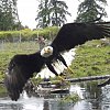 Caught on camera: Canada goose chases off bald eagle in BC