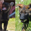 Meet Hank, Kelowna RCMP's newest police pup