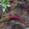 Hardy Falls Regional Park will close in August for salmon habitat restoration project