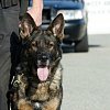 RCMP paid nearly $1M in settlements related to injuries caused by police dogs
