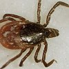 Be aware that it's tick season as you start to head outdoors more: IH