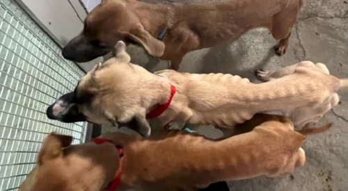 BC SPCA disappointed in breeder's sentencing in 'appalling' case of dog starvation