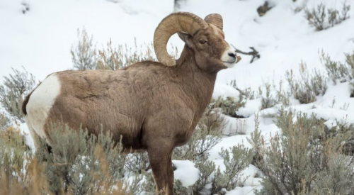 'A very high obligation': BC hunting guide handed $10K fine for illegal ram harvest