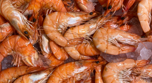 Illegal prawn fishing lands 2 BC men $40K in fines and one fishing ban