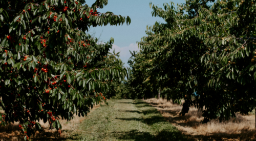 Kelowna cherry orchard owner seeks support to house 100 temporary foreign workers