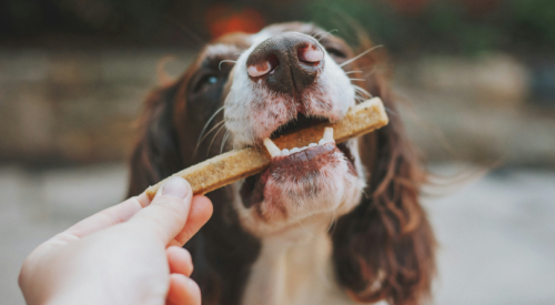 BC, Alberta hit by salmonella outbreaks linked to dog food and treats