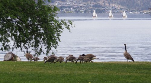 Kelowna weather: Chance of thunderstorms, showers, high of 26ºC