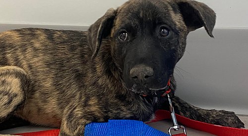 Okanagan Humane Society overwhelmed, facing numbers never seen in 30-year history