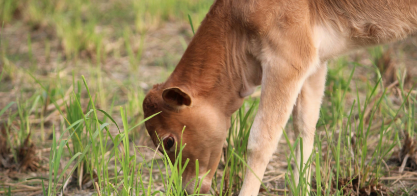 RCMP investigating reports of cattle poaching in the BC Interior